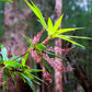 50 TASSELFLOWER Red Pink  Leucopogon Verticillatus Tassel Flower Shrub Seeds