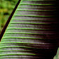 5 RED TIGER BANANA Hardy Musa Sikkimensis Bengal Flowering Darjeeling Sikkim Fruit Tree Seeds