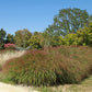 100 RUBY SILK LOVEGRASS Ornamental Love Grass Eragrostis Tef Seeds
