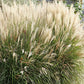 10 SILVER MAIDEN GRASS Miscanthus Sinensis Japanese Pampas Perennial Flower Seeds