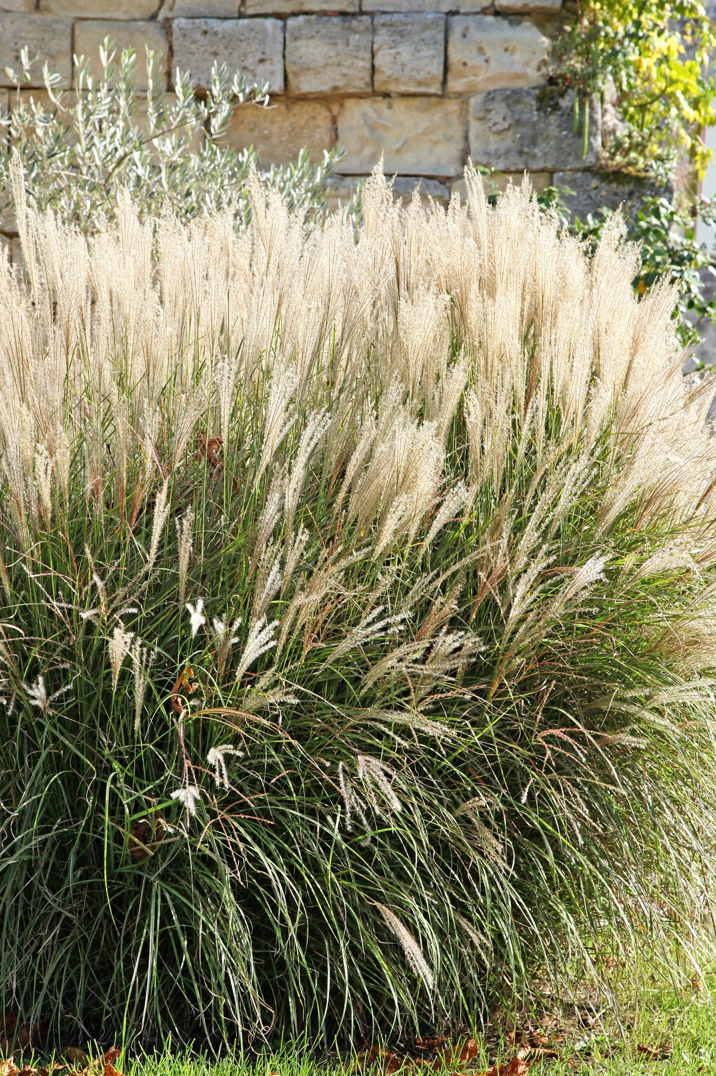 10 SILVER MAIDEN GRASS Miscanthus Sinensis Japanese Pampas Perennial Flower Seeds