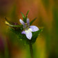 250 Blue INDIAN TOBACCO (Indian Lobelia) Lobelia Inflata Flower Seeds