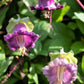 5 CUP & SAUCER VINE Cathedral Bells Cobaea Scandens Climber Purple Hummingbird Flower Seeds