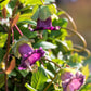 5 CUP & SAUCER VINE Cathedral Bells Cobaea Scandens Climber Purple Hummingbird Flower Seeds