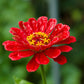 250 Mixed Colors CLASSIC ZINNIA Linearis Angustifolia Narrow Leaf Creeping Mexican Flower Seeds