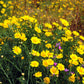 500 YELLOW CHRYSANTHEMUM Flower Seeds