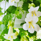 10 MIXED DRAGONSNAP VINE Asarina Scandens Climbing Snapdragon Pink Blue Red White Flower Seeds