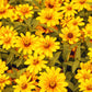 250 Mixed Colors CLASSIC ZINNIA Linearis Angustifolia Narrow Leaf Creeping Mexican Flower Seeds