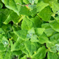 60 NEW ZEALAND SPINACH Tetragonia Tetragonioides Vegetable Greens Seeds