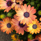 25 SALMON AFRICAN DAISY Dimorphotheca Sinuata Apricot Flower Seeds