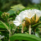 10 White CHRISTMAS VINE Turbina Flower Rivea Ipomoea Corymbosa Seeds