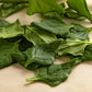60 NEW ZEALAND SPINACH Tetragonia Tetragonioides Vegetable Greens Seeds