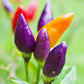 50 Variegated PURPLE TIGER PEPPER Trifetti Tricolor Capsicum Annuum Medium Hot Vegetable Seeds