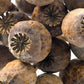1000 POPPY " THE GIANT " Papaver Giganteum Pink & Purple Huge Pods Flower Seeds