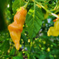25 Aji SUGAR RUSH PEACH PEPPER Hot Sweet Fruity Capsicum Baccatum Vegetable Seeds