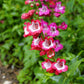 10 SCARLET PENSTEMON Hartwegii Beardtongue Red & White Flower Seeds