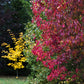 25 SIBERIAN MAPLE TREE Acer Ginnala Seeds - Red Fall Foliage
