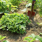 25 Orange MANDARINA BALM Mandarin Lemon Balm Melissa Officinalis Herb Seeds