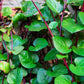 50 RED Stem MALABAR SPINACH Red Vine Ceylon Basella Alba Rubra Vegetable Seeds
