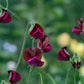 20 Royal MAROON SWEET PEA Lathyrus Odoratus Vine Dark Red Fragrant Flower Seeds