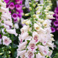 1000 Seeds MIXED FOXGLOVE Digitalis Purpurea Flower Seeds