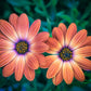 25 SALMON AFRICAN DAISY Dimorphotheca Sinuata Apricot Flower Seeds