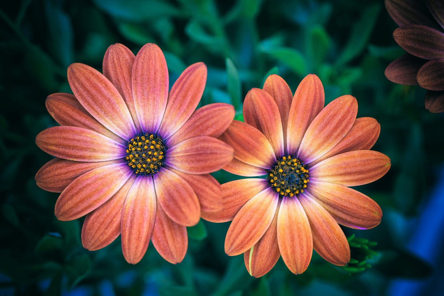 25 SALMON AFRICAN DAISY Dimorphotheca Sinuata Apricot Flower Seeds