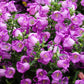 150 Mixed Colors CUP & SAUCER (Canterbury Bells) Campanula Medium Flower Seeds