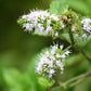 50 WHITE WOOD MINT Mentha Arvensis Wild Field Herb Flower Seeds