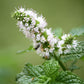 50 WHITE WOOD MINT Mentha Arvensis Wild Field Herb Flower Seeds