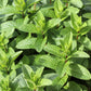 50 WHITE WOOD MINT Mentha Arvensis Wild Field Herb Flower Seeds