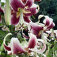 5 NEPAL LILY Green & Maroon Lilium Nepalense Fragrant Flower Seeds