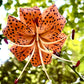20 Orange TURKS CAP Tiger LILY Lilium Superbum Heirloom Native Perennial Flower Seeds