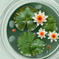 5 BOWL LOTUS Mixed Colors Dwarf Nelumbo Nucifera Aquatic Flower Seeds
