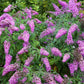 50 VIOLET BUTTERFLY BUSH Buddleja Davidii Purple Flower Seeds