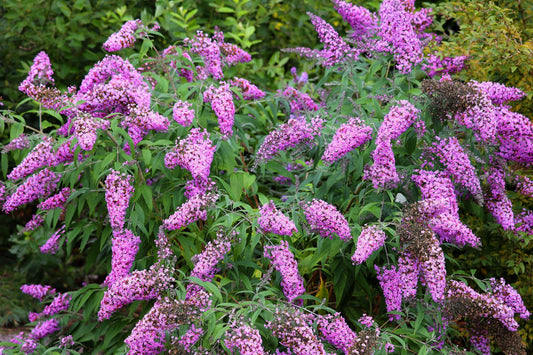 50 VIOLET BUTTERFLY BUSH Buddleja Davidii Purple Flower Seeds