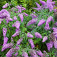 100 MIXED Colors BUTTERFLY BUSH Buddleja Davidii Flower Shrub Seeds