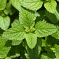 25 Orange MANDARINA BALM Mandarin Lemon Balm Melissa Officinalis Herb Seeds
