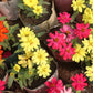 250 Mixed Colors CLASSIC ZINNIA Linearis Angustifolia Narrow Leaf Creeping Mexican Flower Seeds