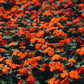 50 DWARF ORANGE IMPATIENS Walleriana Part Sun or Full Shade Flower Seeds