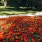 50 DWARF ORANGE IMPATIENS Walleriana Part Sun or Full Shade Flower Seeds