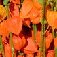100 CHINESE LANTERN (Winter or Ground Cherry / Japanese Lantern) Physalis Alkekengi Flower Seeds