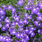 200 LILAC Purple LOBELIA REGATTA Lobelia Erinus Flower Seeds