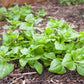60 NEW ZEALAND SPINACH Tetragonia Tetragonioides Vegetable Greens Seeds