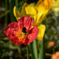 2500 ICELAND POPPY MIX Papaver Nudicaule Mixed Colors Flower Seeds