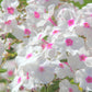 100 PHLOX OF SHEEP Pastel Mix Phlox Drummondii Multicolor Flower Seeds