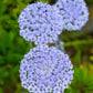 100 Organic BLUE LACE FLOWER aka Didiscus & Island Daisy Trachymene Coerulea Flower Seeds