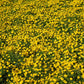 500 YELLOW CHRYSANTHEMUM Flower Seeds