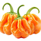 40 Orange SCOTCH BONNET PEPPER very hot Jamaican Capsicum Chinense Vegetable Seeds