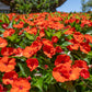 50 DWARF ORANGE IMPATIENS Walleriana Part Sun or Full Shade Flower Seeds